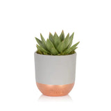 British Grown succulent in Grey & Copper Ceramic Pot 🌵 (15-30cm)