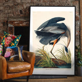 Blue Heron Vintage Antique Bird Print in Black Frame
