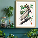 Framed Vintage Brown Pelican Art Print 40 x 50 cm