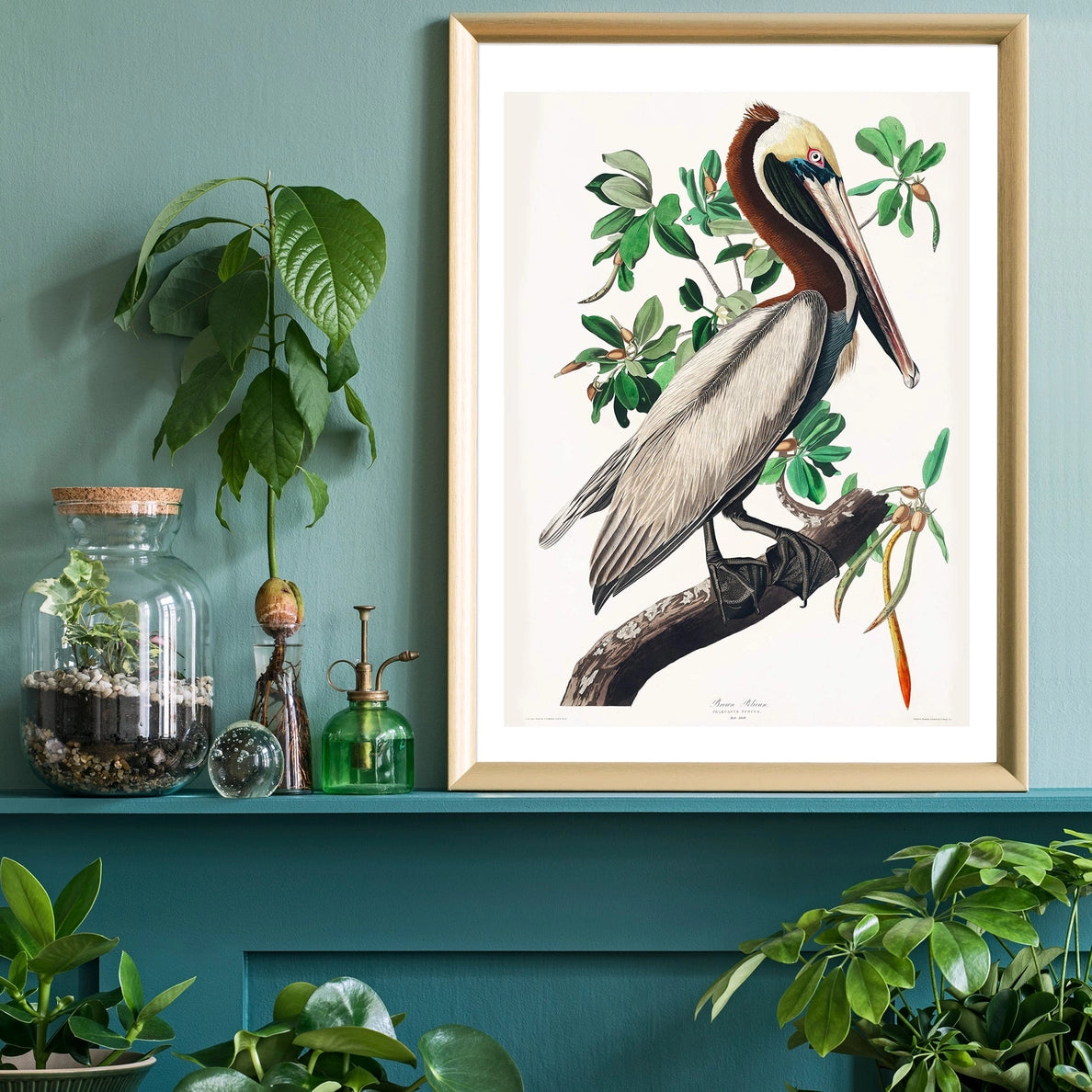 Framed Vintage Brown Pelican Art Print