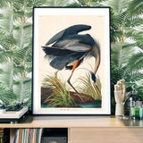 Blue Heron Vintage Antique Bird Print in Black Frame