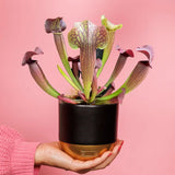 Living Sarracenia Fly Trap Plant