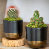 British Grown Cactus in Black & Gold Ceramic Pot  🌵 Small 15-30cm