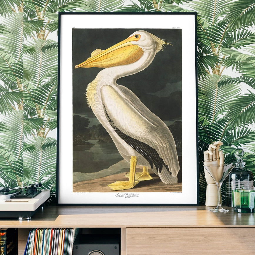 Framed American White Pelican Vintage Antique Bird Art Print