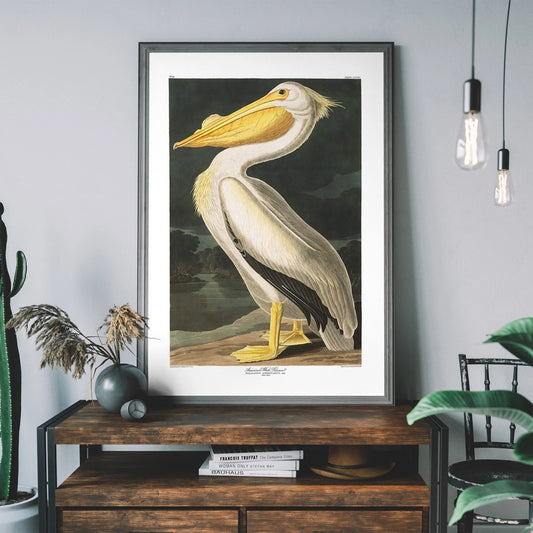 Framed American White Pelican Vintage Antique Bird Art Print