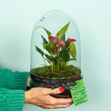 Anthurium Terrarium