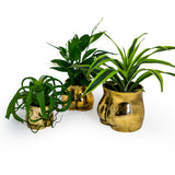 Booty Vase - Gold - Small