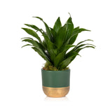 Dracaena Green Jewel (Compacta)