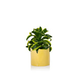 Dracaena Tornado