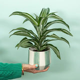 Dracaena