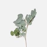 Abigail Ahern Eucalyptus Populus Stem