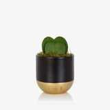 British Grown Hoya Kerrii (Double Heart) plant in black & gold  Ceramic Pot  🌵15cm- 30cm