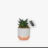British Grown Howorthia in Grey & Copper Ceramic Pot  🌵