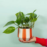 British Grown Devil’s Ivy