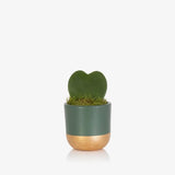 British Grown Hoya Kerrii (Single Heart) plant in Green  & gold  Ceramic Pot  🌵 10-15cm