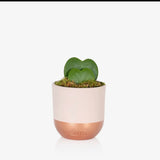 British Grown Hoya Kerrii (Double Heart) plant in Pink & Copper Ceramic Pot  🌵15cm- 30cm