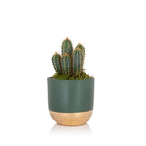 British Grown Cactus in Green & Gold Ceramic Pot  🌵 15-30cm