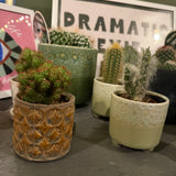 Small cactus plant in plant Pot  🌵 Pot 7cm