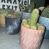 Cactus in Ceramic Pot  🌵  medium (10-15cm)