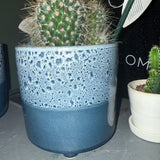 Cactus in Ceramic Pot  🌵 15-30cm