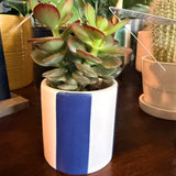 Small succulent plant in plant Pot  🌵 Pot 7cm