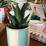 Small succulent plant in plant Pot  🌵 Pot 7cm