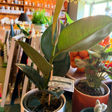 Ficus Elastica plant-