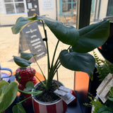 Monstera