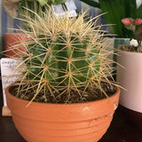 Chunky potted Cactus  🌵
