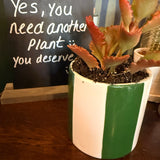 Succulent plant in stripe plant Pot  🌵 Pot 10cm