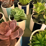 Succulent plant in stripe plant Pot  🌵 Pot 10cm