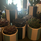 Succulent plant 🌵 Pot 6cm