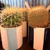 Chunky potted Cactus  🌵