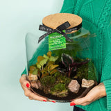 Large Round Glass Terrarium – Pre-Planted & Easy Care