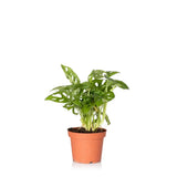 Monstera Monkey Leaf