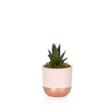 British Grown Howorthia in pink & Copper Ceramic Pot  🌵