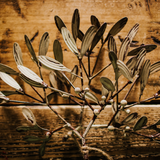 Mistletoe Bunch