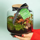 Round Glass Terrarium - Pre-Planted & Easy Care