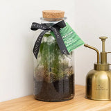 Small Glass Terrarium – Pre-Planted & Easy Care