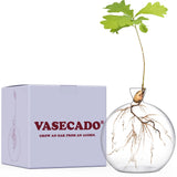 Vasecado® Vase For Acorn,  Hand-Blown Glass Vase For Acorns