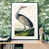 Whooping Crane Vintage Print