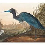 Framed Blue Crane Vintage Print