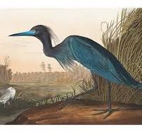 Framed Blue Crane Vintage Print