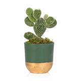 Bunny Ear Cactus in Ceramic Pot, Indoor Décor