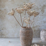 Abigail Ahern Queen Anne's Lace Stem