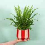 British Grown Boston Fern pot sold seperately