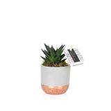 British Grown Haworthia plant  in Grey & Copper Ceramic Pot  🌵