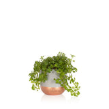 Peperomia Rotundifolia in Grey & Copper Ceramic Pot  🌵 (10-15cm)