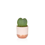 British Grown Hoya Kerrii (Single Heart) plant in Pink & Copper Ceramic Pot  🌵 10-15cm