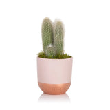 British Grown Cactus in Pink & Copper Ceramic Pot  🌵 Small 15-30cm